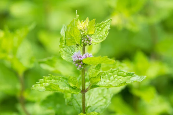 Fresh mint flowers in garden