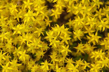 Bahçedeki acre çiçek