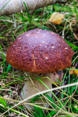 Boletus mantarı