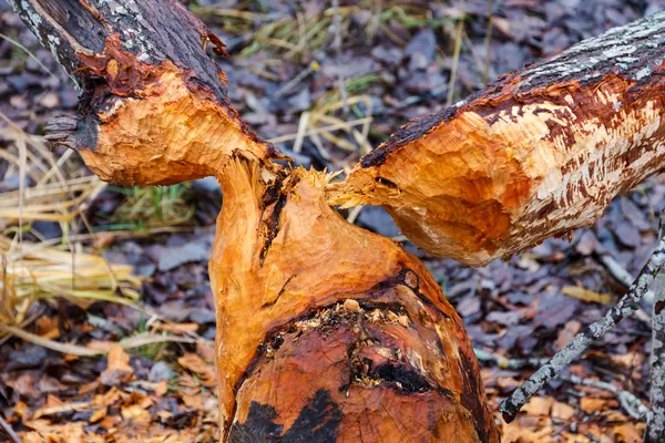 A hód által lerágott fa — Stock Fotó