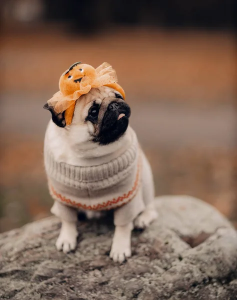 Nowo Narodzony Pies Świeżym Powietrzu Portret Pięknej Samicy Szczeniaka Mopsa — Zdjęcie stockowe