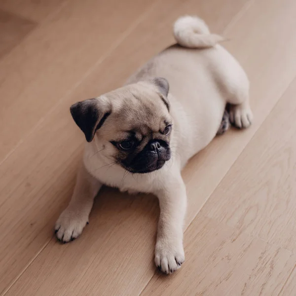 Neugeborener Mops Hause Schöne Weibliche Mops Welpen Hund — Stockfoto