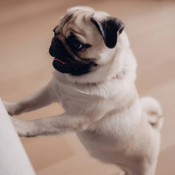 Perrito Recién Nacido Casa Hermosa Perra Cachorro Hembra — Foto de Stock