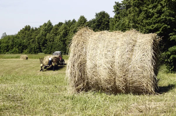 Hay rolls — Stock Photo, Image