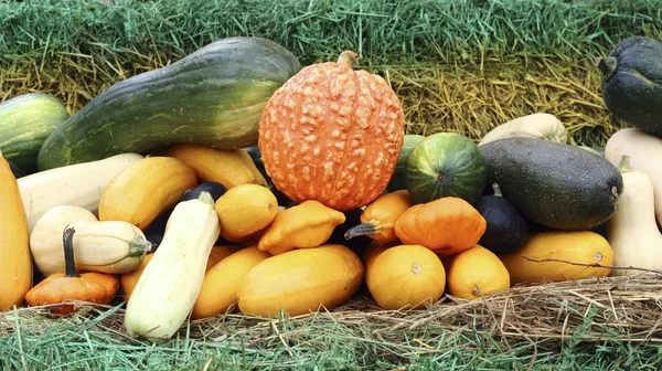 Otoño regalos de la naturaleza — Foto de Stock