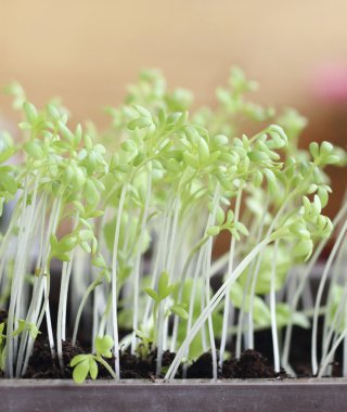 Garden cress 