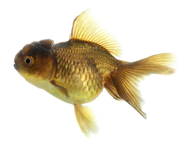Closeup ของปลาทองแยก — ภาพถ่ายสต็อก