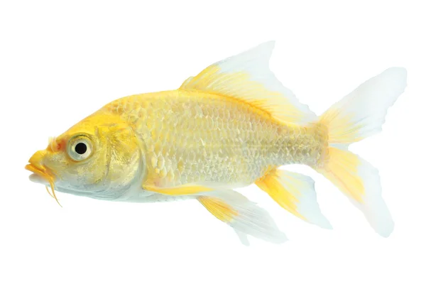 Zbliżenie na białym tle złota rybka — Zdjęcie stockowe