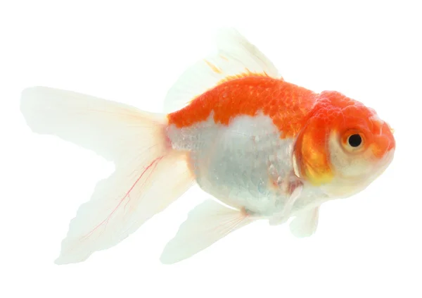 Närbild av en guldfisk som isolerade — Stockfoto