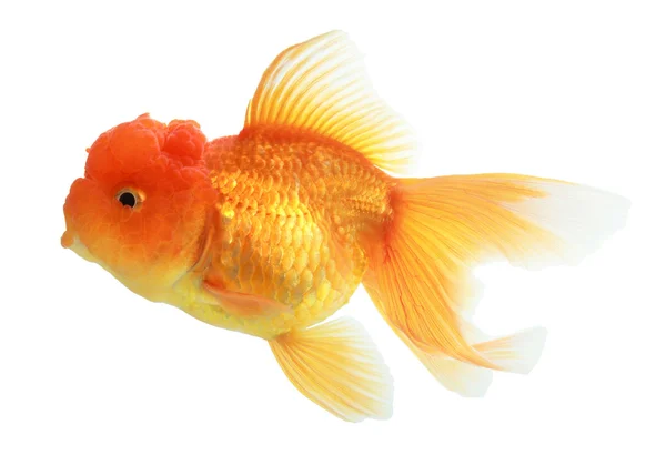 Primer plano de un pez dorado aislado —  Fotos de Stock