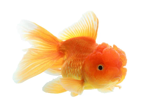 分離された金魚のクローズ アップ — ストック写真