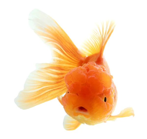 Nahaufnahme eines Goldfisches isoliert — Stockfoto