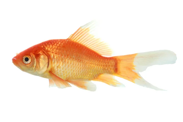 Крупный план изолированной золотой рыбки — стоковое фото