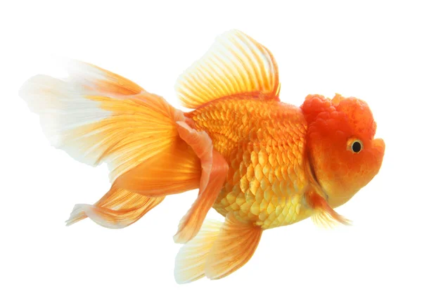 Lähikuva eristetystä kultakalasta — kuvapankkivalokuva