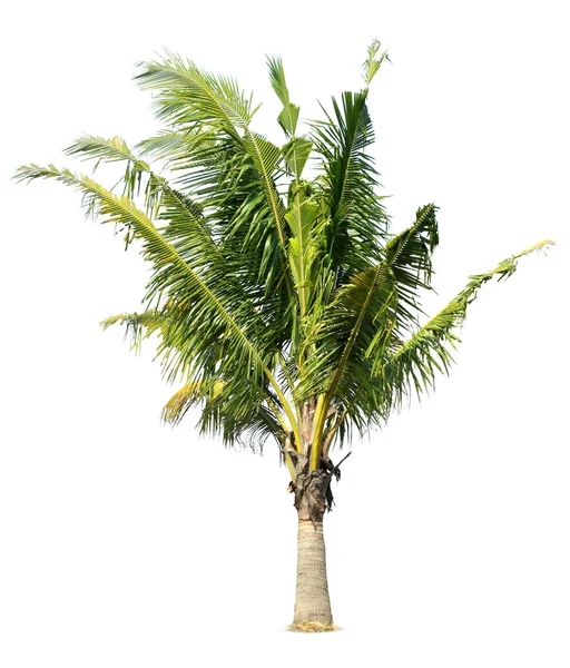 Palmera de coco —  Fotos de Stock