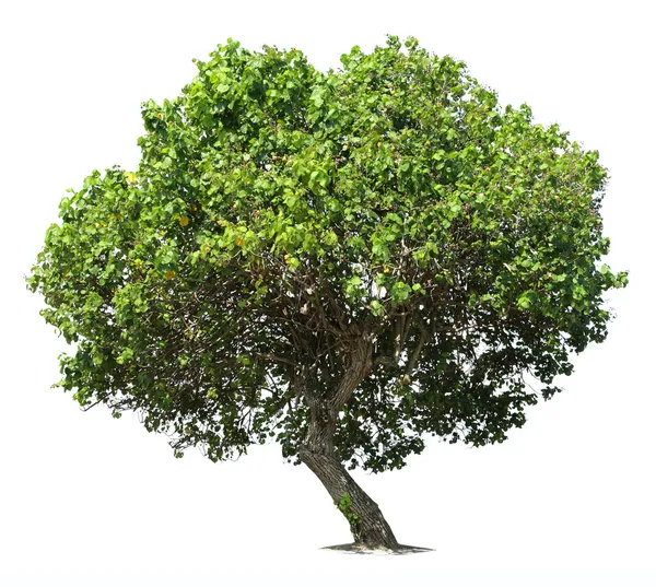 Big green oak tree — Stock Photo, Image