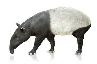 Portrait of tapir on white background clipart