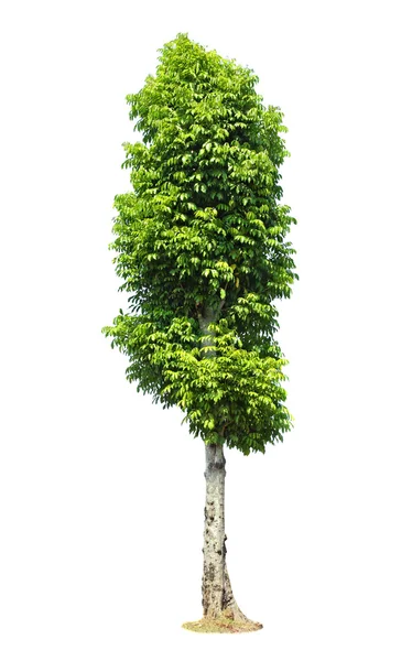 Vackert grönt träd på en vit bakgrund i hög upplösning — Stockfoto