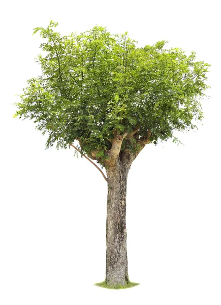 Einzelner junger Baum mit grünen Blättern — Stockfoto