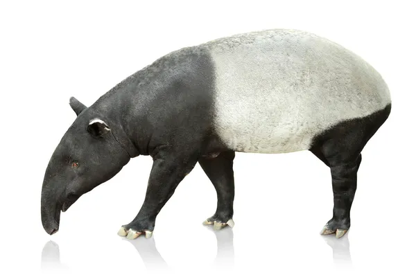 Asiatiska Tapir图库照片 免版税asiatiska Tapir图片 Depositphotos Asiatiska Tapir图库照片 免版税asiatiska Tapir图片 Depositphotos
