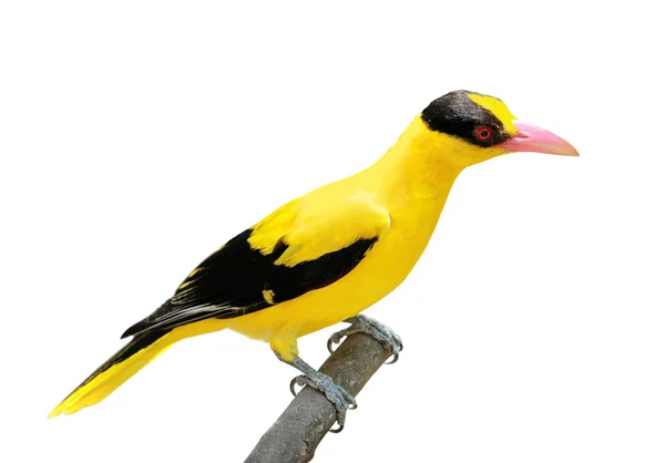 Jasny żółty ptak — Zdjęcie stockowe