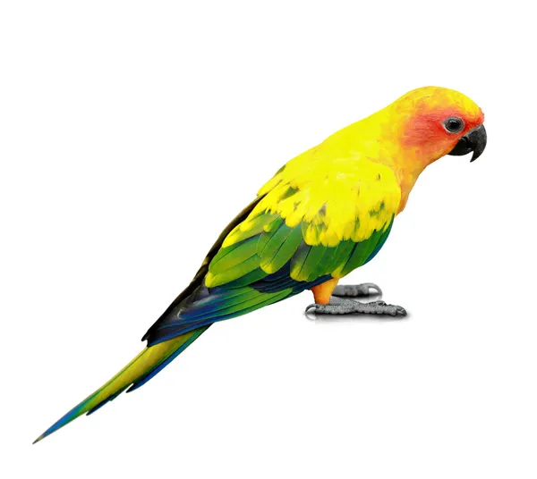 Sun Conure parakeet — Stock Photo, Image