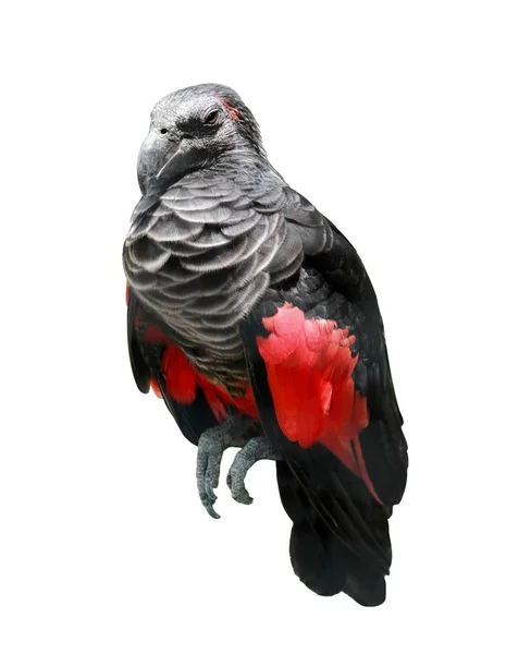 Black and red wings bird — Stock Photo, Image