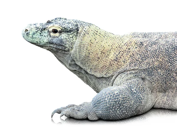 科莫多龙或巨蜥 komodoensis — 图库照片