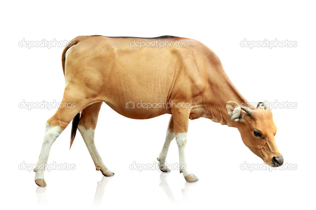 brown banteng isolated on white background