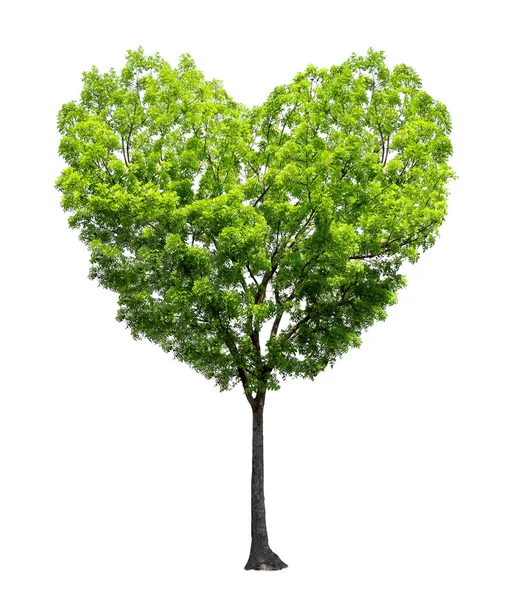 Καρδιά σχήμα δέντρο — Φωτογραφία Αρχείου