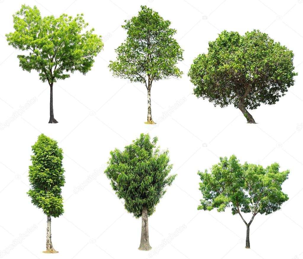 collection of tree on white background