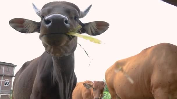 Cow eating some hay in tradtitional farm — Stock Video