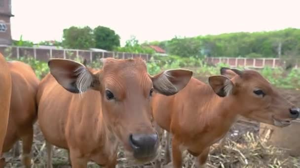 Vaca comendo algum feno na fazenda tradicional — Vídeo de Stock