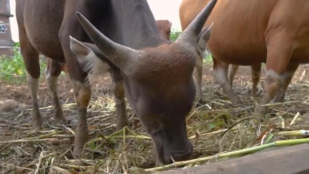 Vaca comiendo algo de heno en la granja tradicional — Vídeo de stock