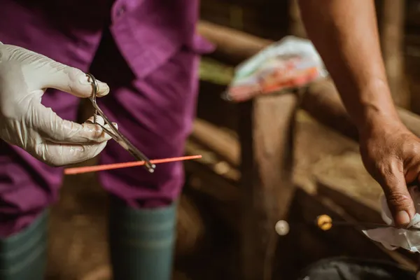 hand preparing the tools for artificial insemination of cow.