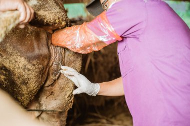 Çiftçi çiftlikte ineğin yapay döllenmesi prosedürünü uyguluyor.