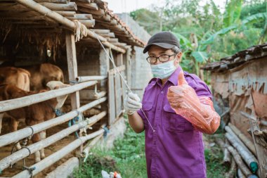 Veterinerler ineğin yapay döllenmesi için gerekli aletleri hazırlıyorlar..