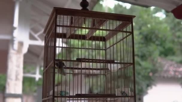 Seorang pria membelai burung di kandang di rumahnya — Stok Video