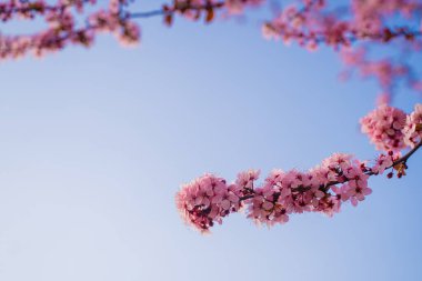 Mavi gökyüzünün altındaki ağaçta pembe kiraz çiçeklerinin güzel dalları, parkta bahar mevsiminde güzel Sakura çiçekleri.