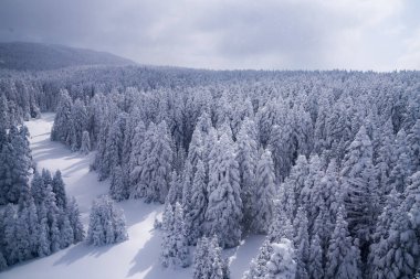 beautiful pine tree cover with snow in the uludag mountain landscape