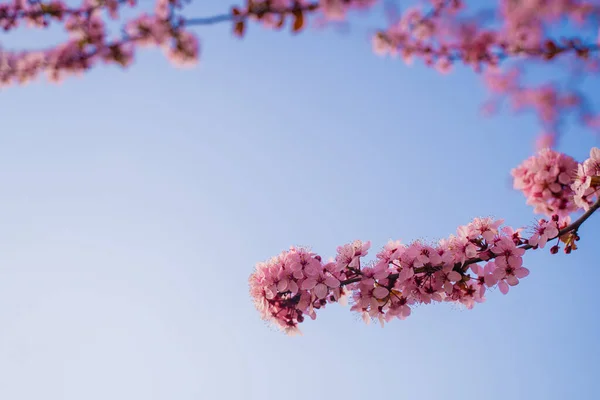 青空の下の木の上にピンクの桜の美しい枝公園の春の季節の美しい桜の花 — ストック写真