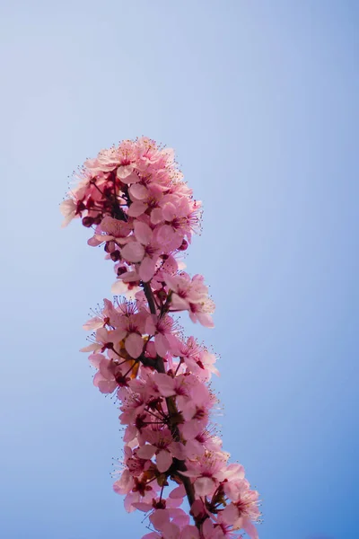 Krásné Větve Růžové Třešňové Květy Stromě Pod Modrou Oblohou Krásné — Stock fotografie