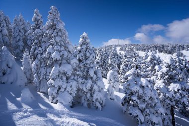 beautiful pine tree cover with snow in the uludag mountain landscape