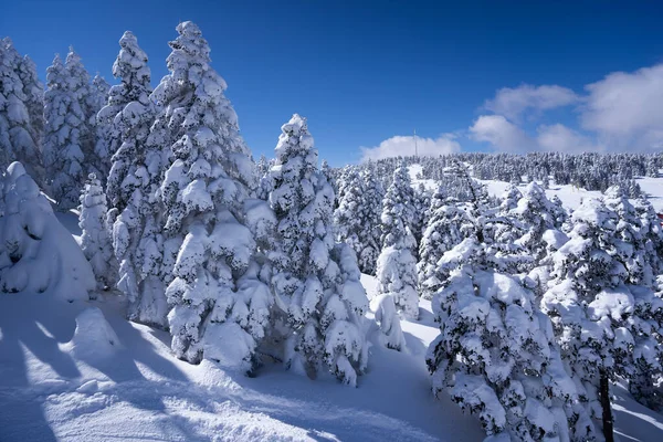 Beautiful Pine Tree Cover Snow Uludag Mountain Landscape — ストック写真