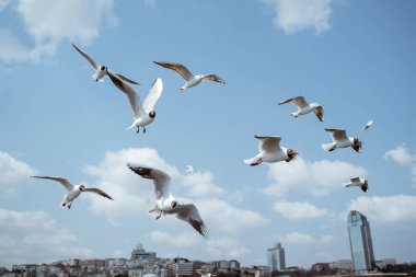 close up of seagulls flying around the bosphorus straits in istanbul turkey