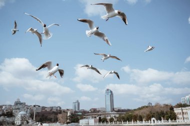 close up of seagulls flying around the bosphorus straits in istanbul turkey