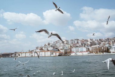 close up of seagulls flying around the bosphorus straits in istanbul turkey
