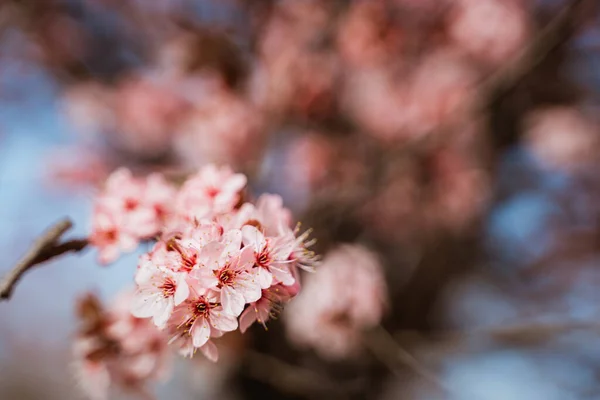 Piękne Gałęzie Różowych Kwiatów Wiśni Drzewie Pod Błękitnym Niebem Piękne — Zdjęcie stockowe