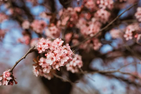 Krásné Větve Růžové Třešňové Květy Stromě Pod Modrou Oblohou Krásné — Stock fotografie