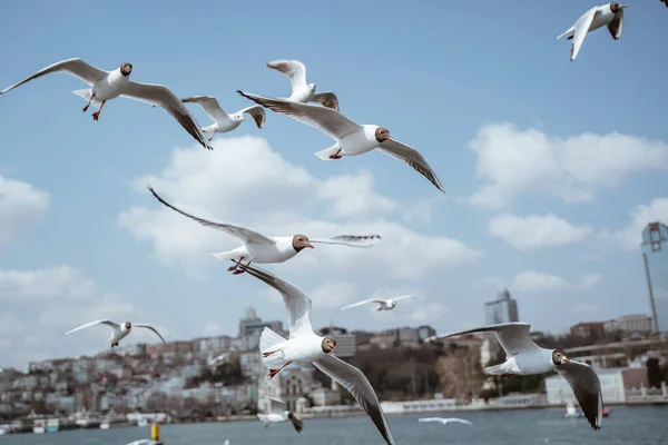 Close Seagulls Flying Bosphorus Straits Istanbul Turkey — 图库照片